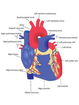 Minimally Invasive Pulmonary Artery Valve Replacement by OrangeCountySurgeons.org - 2
